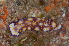  (Hypselodoris pulchella - ZMBN-94232)  @11 [ ] Creative Commons  CC BY-NC-SA 4.0 (2014) Manuel Malaquias University Museum of Bergen, Natural History Museum of Bergen - Zoological Department