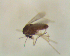 ( - UFSCAR FL-00012)  @11 [ ] CreativeCommons - Attribution (2010) Unspecified Centre for Biodiversity Genomics