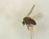  (Labrundinia unicolor - UFSCAR FL-00017)  @14 [ ] CreativeCommons - Attribution (2010) Unspecified Centre for Biodiversity Genomics