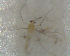  (Monopelopia sp - UFSCAR FL-00022)  @13 [ ] CreativeCommons - Attribution (2010) Unspecified Centre for Biodiversity Genomics