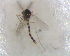  ( - UFSCAR FL-00029)  @11 [ ] CreativeCommons - Attribution (2010) Unspecified Centre for Biodiversity Genomics