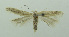  (Ephysteris insulella - BIDZ-00035)  @11 [ ] Copyright (2012) Aleksei Bidzilya University of Kiev, Ukraine