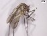  (Aedes crinifer - MPMDP A06)  @11 [ ] No Rights Reserved  Unspecified Unspecified