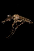  (Aedes caballus - AED18.4)  @11 [ ] CreativeCommons  Attribution Non-Commercial No Derivatives (2021) Liezl Whitehead University of the Free State