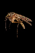  (Aedes luridus - AED20.1720)  @11 [ ] CreativeCommons  Attribution Non-Commercial No Derivatives (2021) Liezl Whitehead University of the Free State