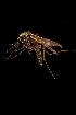  (Aedes luteolateralis - AED22.28)  @11 [ ] CreativeCommons  Attribution Non-Commercial No Derivatives (2021) Liezl Whitehead University of the Free State