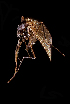 (Aedes mixtus - AED4.2.2)  @11 [ ] CreativeCommons  Attribution Non-Commercial No Derivatives (2021) Liezl Whitehead University of the Free State