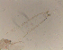  (Corynoneura sp. sexadentata - SW-00018)  @11 [ ] CreativeCommons - Attribution (2010) Unspecified Centre for Biodiversity Genomics
