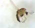  (Onconeura cf. semifimbriata - SW-00028)  @13 [ ] CreativeCommons - Attribution (2010) Unspecified Centre for Biodiversity Genomics