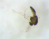  (Thienemanniella sp - SW-00030)  @13 [ ] CreativeCommons - Attribution (2010) Unspecified Centre for Biodiversity Genomics
