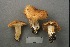  ( - MQ21-CMMF002258)  @11 [ ] Copyright (2020) Unspecified Cercle des Mycologues de Montreal Fungarium