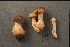  (Cortinarius tiffanyae - MQ18-CMMF002438)  @11 [ ] CreativeCommons - Attribution Non-Commercial No Derivatives (1995) Université de Montréal Biodiversity Centre Université de Montréal Biodiversity Centre