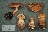  (Cortinarius armillatus - MQ19-CMMF000254)  @11 [ ] CreativeCommons - Attribution Non-Commercial No Derivatives (1988) Yves Lamoureux Universite de Montreal, Biodiversity Center