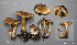  (Cortinarius sp. IUMQ438 Telamonia - MQ21-JLAB04002-QFB32935)  @11 [ ] Copyright (2020) Jacqueline Labrecque Mycoquebec