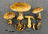  (Cortinarius aff. odorifer - MQ19-YL4128-CMMF020708)  @11 [ ] CreativeCommons - Attribution Non-Commercial No Derivatives (2009) Yves Lamoureux Universite de Montreal, Biodiversity Center