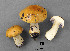  (Cortinarius pini - MQ19-YL4227-CMMF020718)  @11 [ ] CreativeCommons - Attribution Non-Commercial No Derivatives (2011) Yves Lamoureux Universite de Montreal, Biodiversity Center