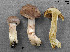  (Cortinarius aff. veregregius - MQ19-YL4266-CMMF020720)  @11 [ ] CreativeCommons - Attribution Non-Commercial No Derivatives (2013) Yves Lamoureux Universite de Montreal, Biodiversity Center