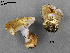  (Cortinarius aff. violaceomaculatus - MQ19-YL4277-CMMF020721)  @11 [ ] CreativeCommons - Attribution Non-Commercial No Derivatives (2014) Yves Lamoureux Universite de Montreal, Biodiversity Center