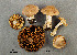  (Cortinarius sp. IUMQ3717 Laeti - MQ19-YL4382-CMMF020750)  @11 [ ] CreativeCommons - Attribution Non-Commercial No Derivatives (2017) Yves Lamoureux Universite de Montreal, Biodiversity Center