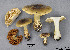  (Cortinarius cf. luteofuscus - MQ19-YL4406)  @11 [ ] CreativeCommons - Attribution Non-Commercial No Derivatives (2018) Yves Lamoureux Universite de Montreal, Biodiversity Center