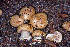  (Cortinarius calojanthinus - MQ21-CMMF008067)  @11 [ ] Copyright (2020) Unspecified Cercle des Mycologues de Montreal Fungarium