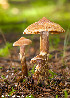  (Cortinarius sp. IUMQ3785 Hinnulei - MQ22-Mtt0166-CMMF024895)  @11 [ ] Copyright (c) (2013) Matthieu Sicard Unspecified