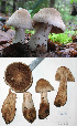  (Cortinarius sp. IUMQ3618 Telamonia - MQ18-HL0535-QFB30000)  @11 [ ] Copyright (2009) Herman Lambert Unspecified