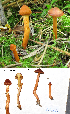  (Cortinarius aff. uliginosus - MQ18-HL1087-QFB30028)  @11 [ ] Copyright (2011) Herman Lambert Unspecified