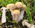  (Cortinarius sp. IUMQ3518 - MQ18-HL1283-QFB30036)  @11 [ ] Copyright (2013) Herman Lambert Unspecified