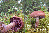  (Cortinarius brunneotinctus - MQ18-HL1298-QFB30037)  @11 [ ] Copyright (2013) Herman Lambert Unspecified