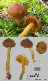  (Cortinarius incognitus - MQ18-HL1316-QFB30041)  @11 [ ] Copyright (2013) Herman Lambert Unspecified