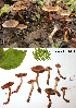  (Cortinarius aff. flexipes - MQ18-HL1411-QFB30060)  @11 [ ] Copyright (2015) Herman Lambert Unspecified