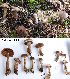  (Cortinarius aff. serratissimus - MQ18-HL1422-QFB30065)  @11 [ ] Copyright (2015) Herman Lambert Unspecified