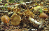  (Cortinarius fennoscandicus - MQ18-HL1445-QFB30068)  @11 [ ] Copyright (2015) Herman Lambert Unspecified