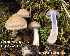  (Cortinarius sp. IUMQ3640 Anomali - MQ18-HL1449-QFB30070)  @11 [ ] Copyright (2015) Herman Lambert Unspecified