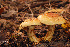  (Cortinarius viridicarneus - MQ18-HRL315-QFB29899)  @11 [ ] Copyright (2009) Renée Lebeuf Unspecified