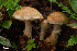  (Cortinarius alborufescens - MQ18-HRL521-QFB29902)  @11 [ ] Copyright (2010) Renée Lebeuf Unspecified