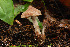  (Cortinarius comptulus - MQ18-HRL538-QFB29905)  @11 [ ] Copyright (2010) Renée Lebeuf Unspecified