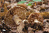  (Cortinarius aff. scaurotraganoides - MQ18-HRL578-QFB29907)  @11 [ ] Copyright (2010) Renée Lebeuf Unspecified