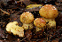  (Cortinarius mussivus - MQ18-HRL600-QFB29908)  @11 [ ] Copyright (2010) Renée Lebeuf Unspecified