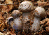  (Cortinarius cyanites - MQ18-HRL743-QFB29914)  @11 [ ] Copyright (2011) Renée Lebeuf Unspecified