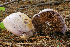  (Cortinarius citriolens - MQ19-HRL0746-QFB30980)  @11 [ ] Copyright (2011) Renée Lebeuf Unspecified