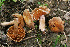  (Cortinarius subscotoides - MQ18120)  @11 [ ] Copyright (2011) Renée Lebeuf Unspecified