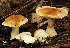  (Cortinarius cf. coloratus - MQ18-HRL822-QFB29920)  @11 [ ] Copyright (2011) Renée Lebeuf Unspecified