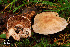  (Cortinarius sp. IUMQ3765 Disjungendi - MQ18-HRL907-QFB29926)  @11 [ ] Copyright (2011) Renée Lebeuf Unspecified