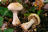  (Cortinarius flavifolius - MQ18-HRL925-QFB29932)  @11 [ ] Copyright (2011) Renée Lebeuf Unspecified