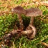  (Cortinarius nigrellus - MQ18-HRL1039-QFB29856)  @11 [ ] Copyright (2011) Renée Lebeuf Unspecified