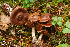  (Cortinarius cf. brunneus - MQ18063)  @11 [ ] Copyright (2012) Renée Lebeuf Unspecified