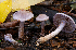  (Cortinarius anomalosimilis - MQ18-HRL1298-QFB29866)  @11 [ ] Copyright (2012) Renée Lebeuf Unspecified