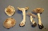  (Cortinarius luteoarmillatus - MQ18-HRL1299-QFB29867)  @11 [ ] Copyright (2012) Renée Lebeuf Unspecified